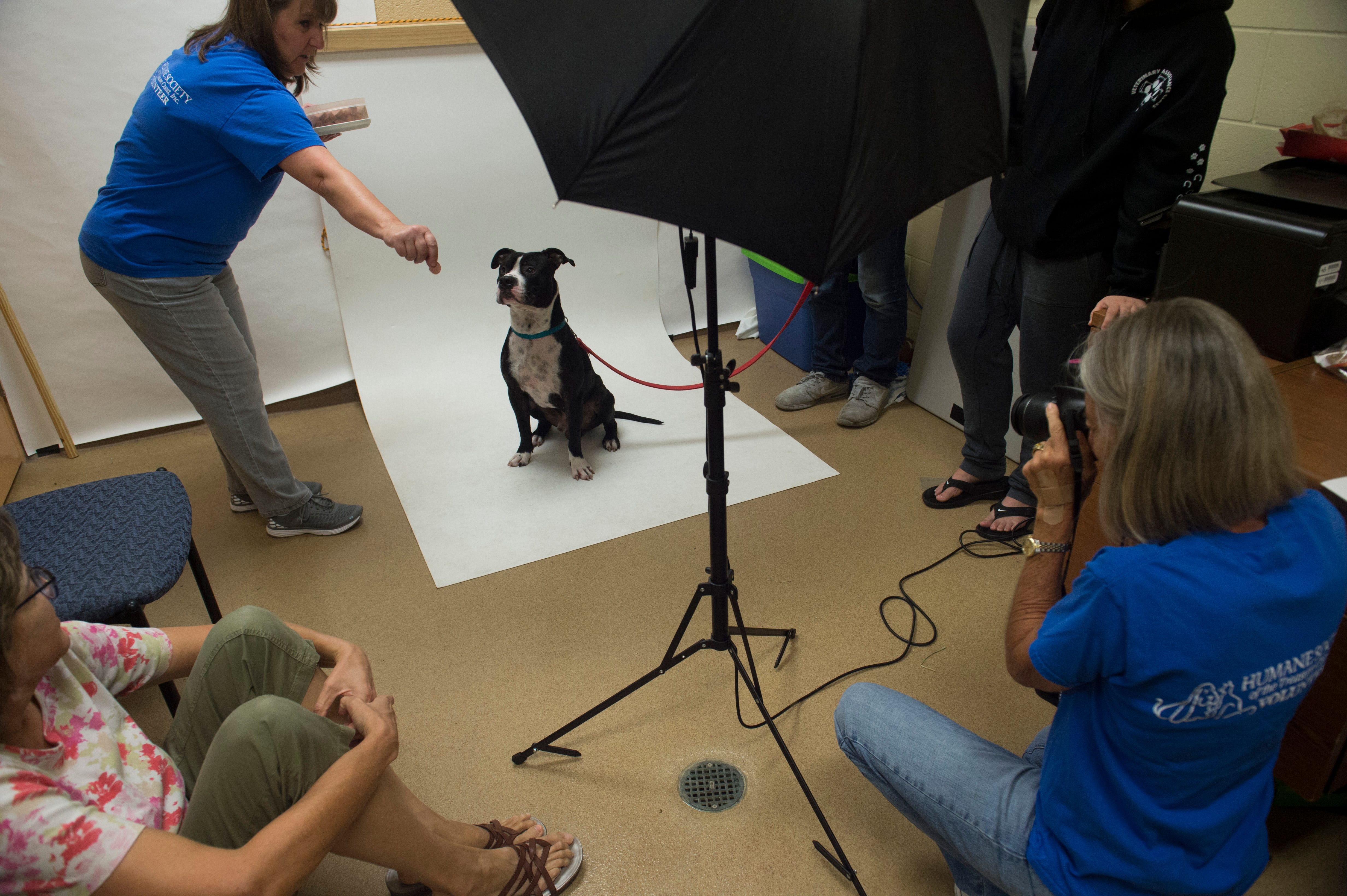 treasure coast humane society dogs
